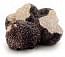 Exquisite black truffle – Tuber Melanosporum