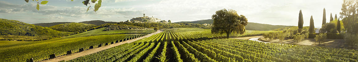 tenuta san guido